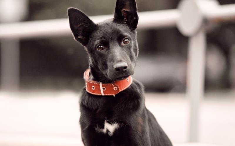 Internal Medicine for Cats & Dogs, Brooklyn