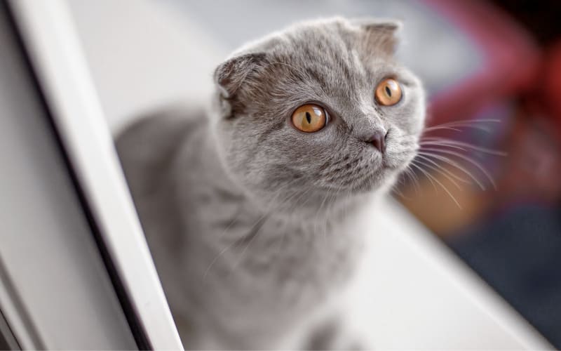 Ophthalmology & Ocular Procedures, Brooklyn Veterinarians