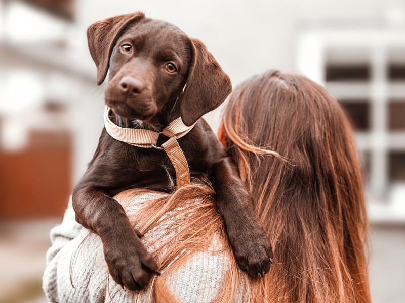 Spaying & Neutering, Brooklyn Veterinarians