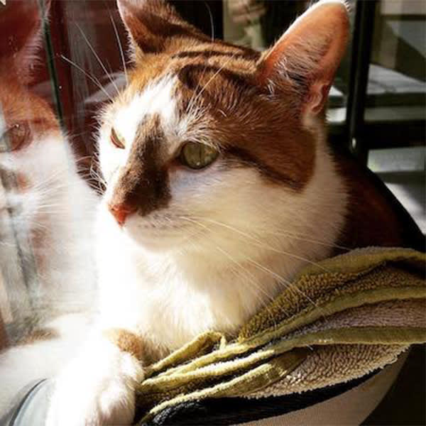 Tallulah, Brooklyn Office Cat