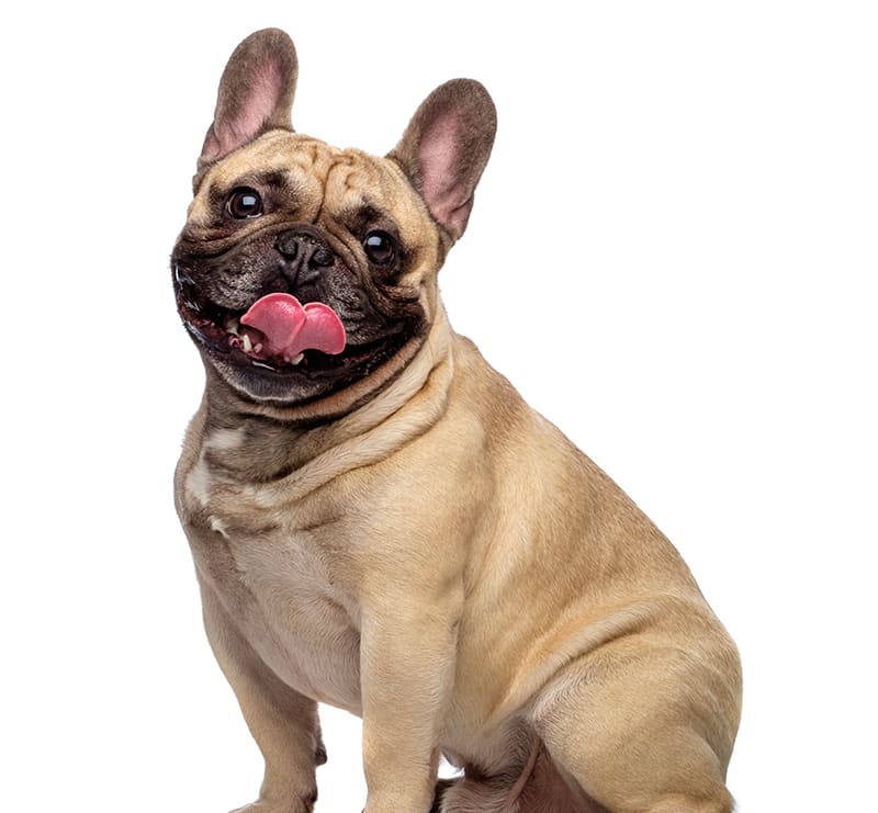 Medium Dogs, Heart of Brooklyn Veterinary Hospital